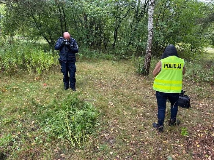 35 świeżo ściętych krzewów konopi w Otwocku. Plon miał trafić do szkół