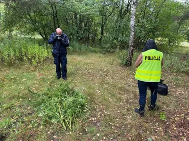 35 świeżo ściętych krzewów konopi w Otwocku. Plon miał trafić do szkół