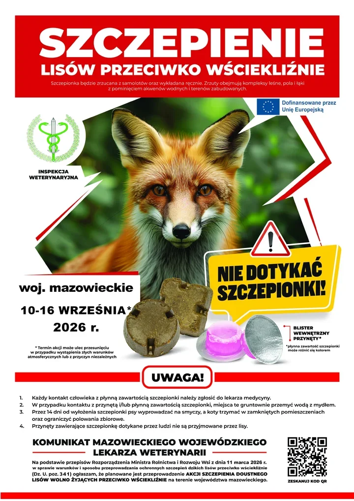 Szczepienia lisów na Mazowszu. Przynęt nie wolno dotykać